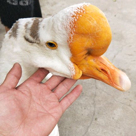 [供]供应鹅苗，我们孵化厂专业孵化20年诚信经营合作共赢