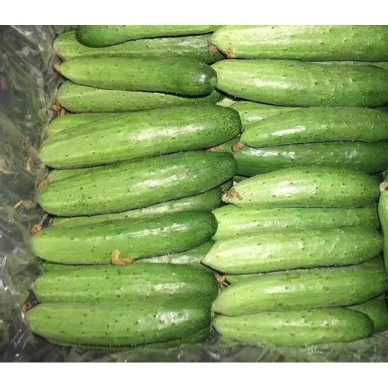 [供]自家大棚种的黄瓜，口味浓郁，营养丰富，口感甜脆。