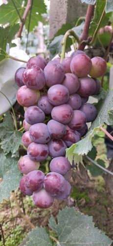 [供]甘肃天水葡萄主产区，独特的气候条件孕育出口感绝佳的