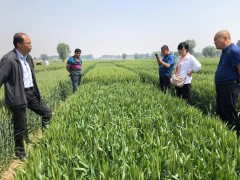 晋中市种子站赴祁县反省国度、省小麦实验情况