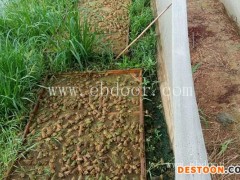 四川青蛙养殖-四川专业青蛙养殖-重庆张勇水产(优质商家)