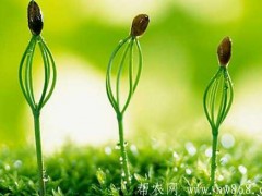 怎样避免施用氮素化肥形成的蔬菜净化