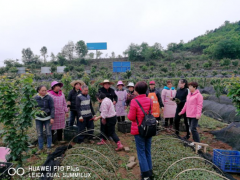 身影留在田间  论文写在大地——毕节晋中市农技站效力黔西县大兴社区中药材产业