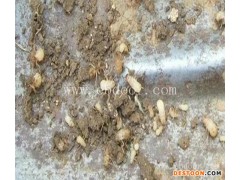 知了养殖-淼源金蝉养殖中心-知了养殖方法