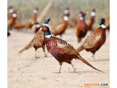 脱温野鸡鸡苗哪里有-野鸡鸡苗哪里有-珍宝特种养殖厂