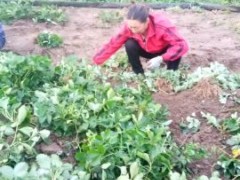 [供]专业繁育草莓苗，品种全！品种新！