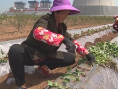 耀州：孙塬镇新兴农机协作社带动群众种植红薯热情