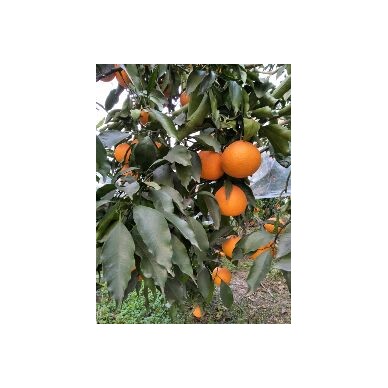 [供]大量出售不知火，耙耙柑，青见，血橙，椪柑价格面议