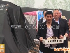 羊肚菌的种子赚钱么-枣庄羊肚菌的种子-鸿福羊肚菌种植