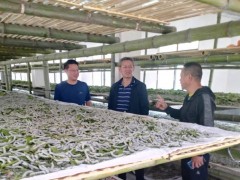 安康：展开蚕桑，推进脱贫