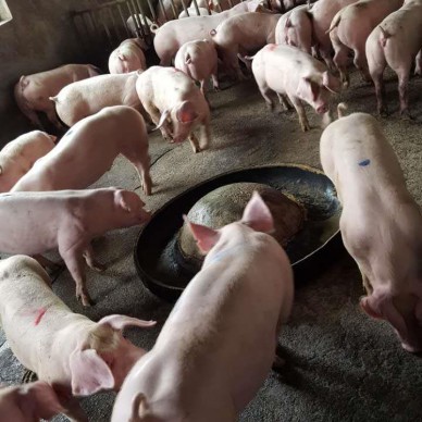 大白种猪出售-超值的宝玄—大白种猪推荐