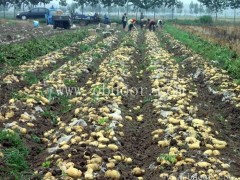 高产土豆种批发多少钱一斤-雪原农业科技种业