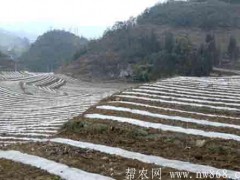 应用地膜种植栽培土豆高产技术