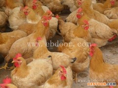 纯土鸡漯河鸡苗-信阳四强鸡鸭鹅苗优惠-纯土鸡漯河鸡苗出售