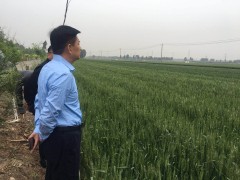 沧州市农业农村局反省组赴三河检查果树及小麦病虫害防治任务