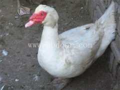 纯种火鸭苗价格多少钱-西彦孵化厂(推荐商家)