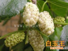 世超苗木桑葚苗基地-哪里有桑椹树苗哪家好-太康哪里有桑椹树苗