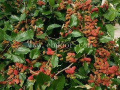 养蚕桑葚树苗哪家好-菏泽桑葚树苗哪家好-世超苗木桑葚苗批发