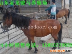 汕头小矮马出售 矮马技术 马鞍子 矮马价格 矮马养殖和圈养
