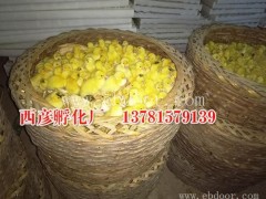 内蒙古欧洲雁苗价格-供应欧洲雁苗价格-西彦孵化厂(推荐商家)