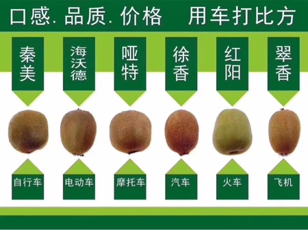 [供]供应猕猴桃,产地直供 诚招代理，一件代发