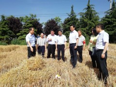 西安：奋战“三夏”保歉收 | 阎良区委书记王育选调研指点“三夏”义务