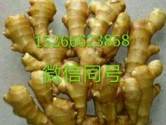 [供]常年供应生姜，苹果，黄金梨