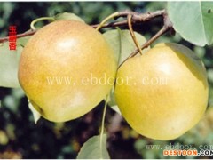 批发梨树苗-湖北果茶所(在线咨询)-黄石梨树苗