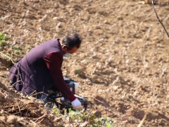 岚皋：防范疫情与脱贫攻坚齐头并进