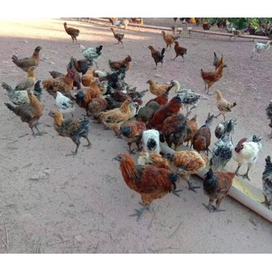 [供]土鸡，真空包装供应电商，需提前一月预定，非诚勿扰