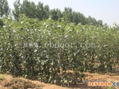 苹果苗矮化苹果苗-矮化苹果苗-现代果业苹果脱毒苗木(查看)