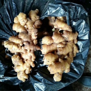 [供]山东优质大黄姜，小黄姜产地批发，全国物流专线