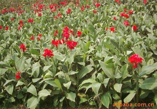 直供优质园林绿化苗木/花木/花树 美人蕉