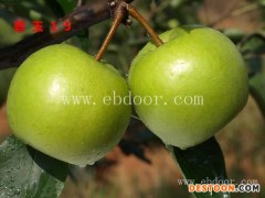 晚秋黄梨树苗-孝感梨树苗-果树苗木供应(查看)