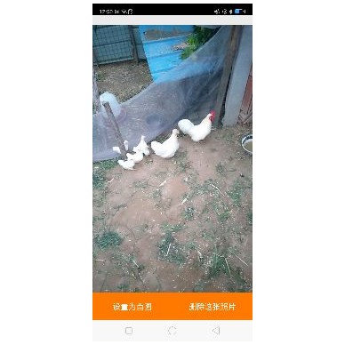 [供]元宝鸡长期出售