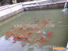 石斑鱼 批发价-鼎鸿生态农业(在线咨询)-石斑鱼批发