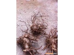 白芨-叶氏种植15年经验-白芨厂家