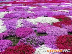 芝樱种植基地_品种好的芝樱推荐