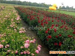 景洪花种销售批发-二月蓝农业(在线咨询)-景洪花种销售