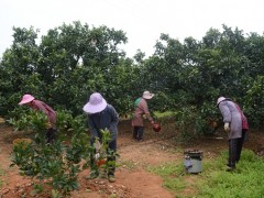 富川：脐橙管护期 果农春耕忙_贺州晋中市农业农村局网站