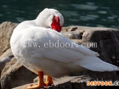 出售鸳鸯鸭苗多少钱-鸳鸯鸭苗多少钱-西彦孵化厂货源足