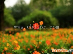 二月蓝园林绿化菊报价(图)-万寿菊花种厂家-德宏万寿菊花种