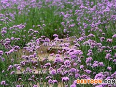 二月蓝农业(图)-玉溪花种销售电话-玉溪花种销售