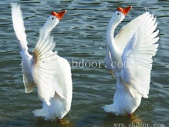 纯番鸭苗多少钱一只-哈尔滨番鸭苗多少钱一只-西彦孵化厂质量好