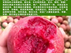 河南桃树苗哪里有卖-河南桃树苗-亿然苗木批发基地