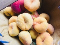 桂林水果苗木-金华果友果苗成活率高-南方水果苗木