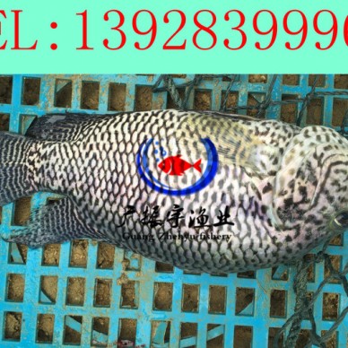 广振宇经营出售鲈鱼鱼苗批发鲢鱼价格淡水石斑