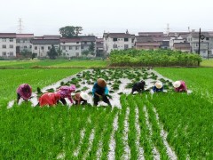 汉中：城固大力推进三夏消费