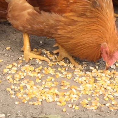 [供]长寿之乡土特产