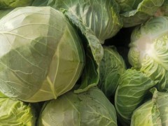 福建甘蓝菜